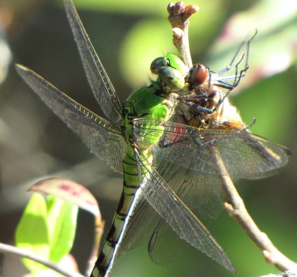 [Ocala NF_060[4].jpg]