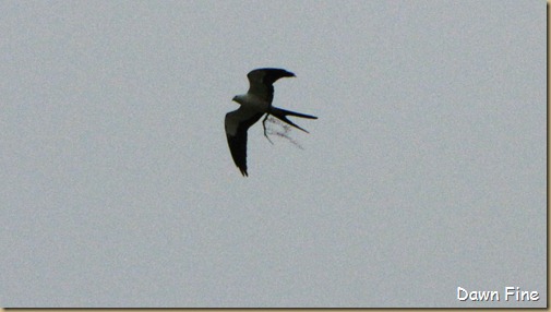 swallowtailed kite_026