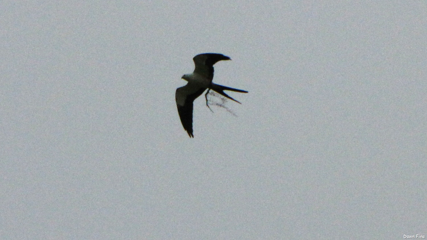 [swallowtailed kite_026[1].jpg]