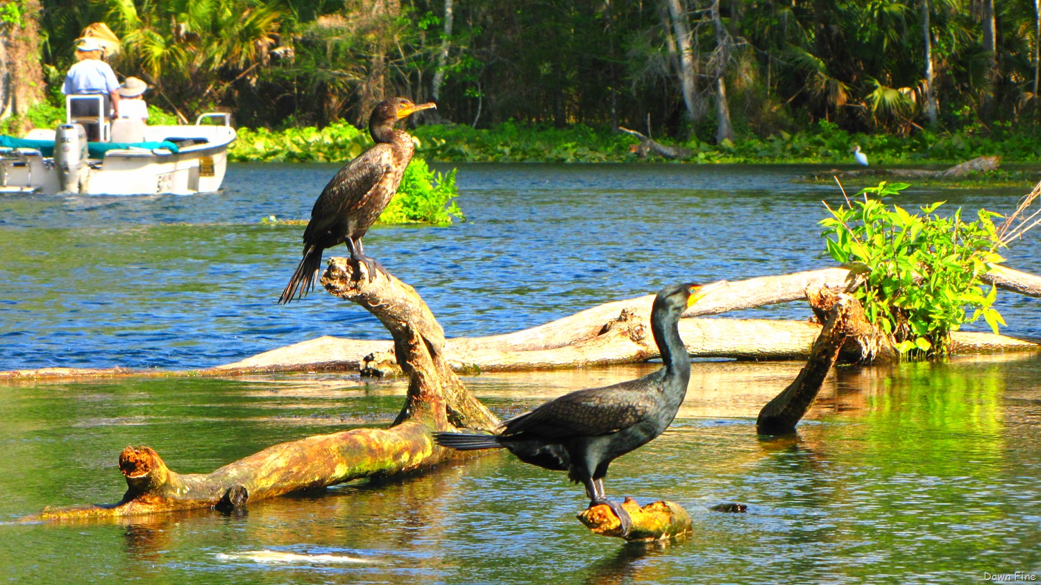 [Silver-Springs-State-Park_0254.jpg]