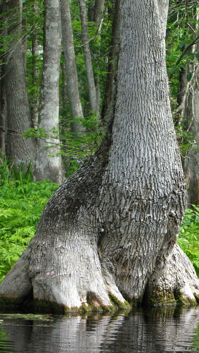 [Silver-Springs-State-Park_1643.jpg]