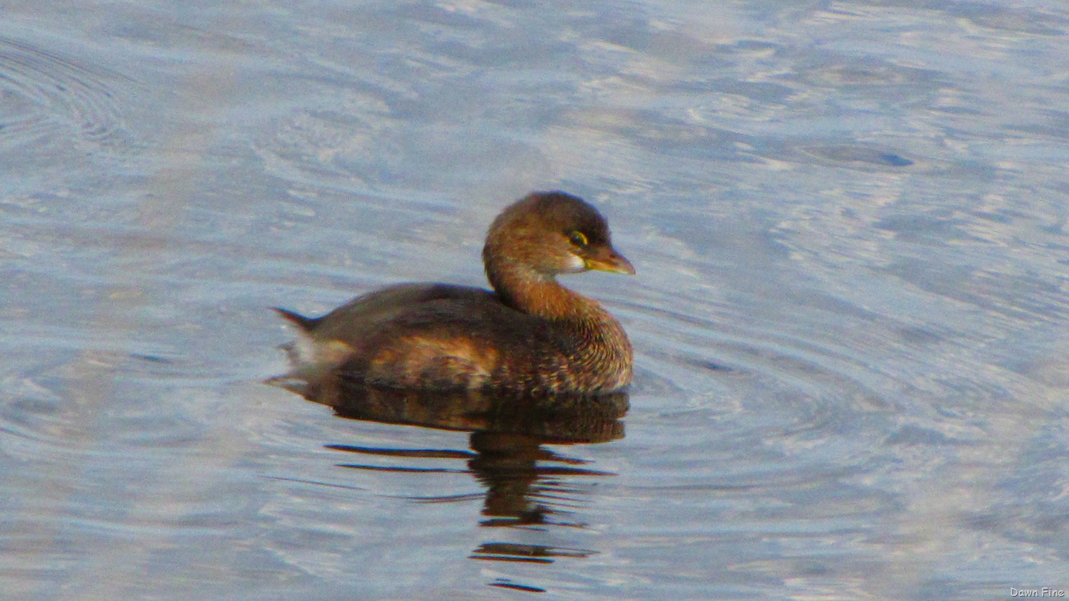 [Black-Point-drive-Gator-road_0244.jpg]