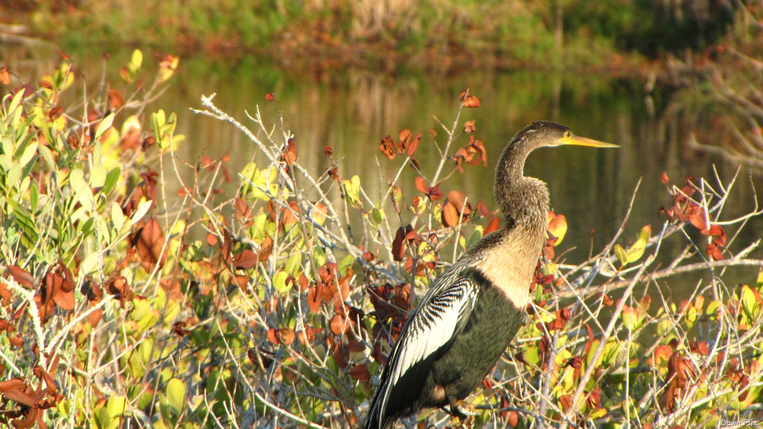 [Black Point drive, Gator road_091.jpg]
