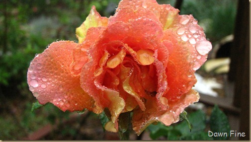 Water droplets and flowers_010 (1)