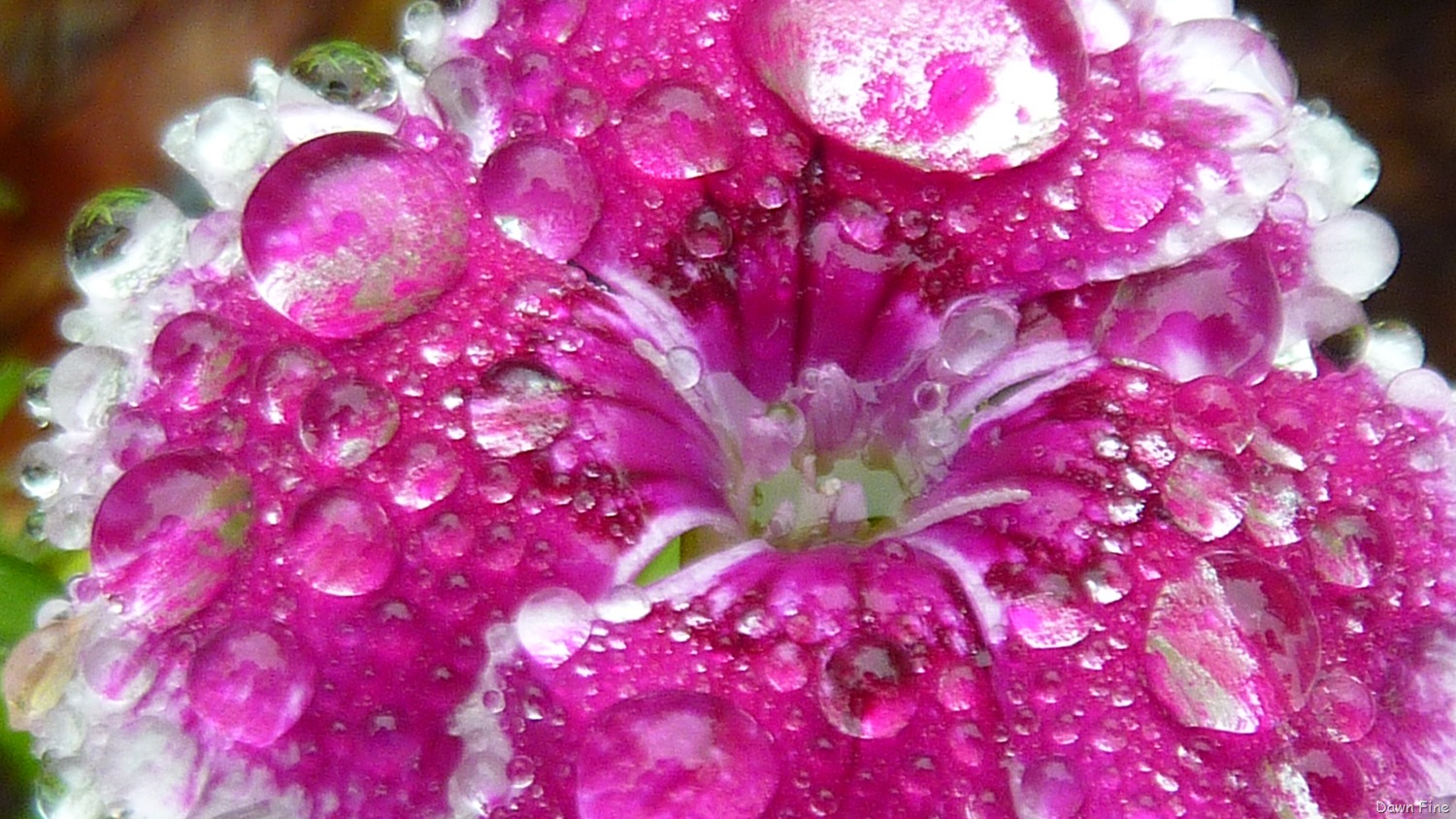 [Water-droplets-and-flowers_0303.jpg]