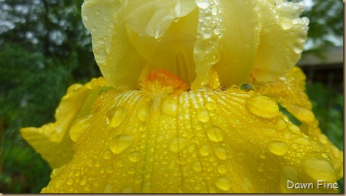 Water droplets and flowers_086