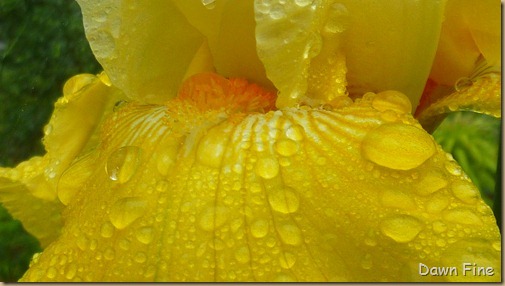 Water droplets and flowers_088