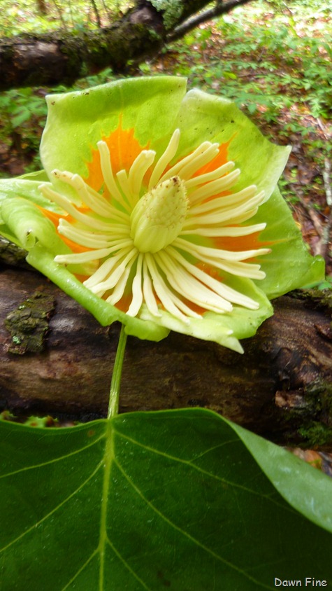 [Water-droplets-and-flowers_1093.jpg]