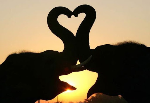 Valentine Design (Foto,pics,gambar)
