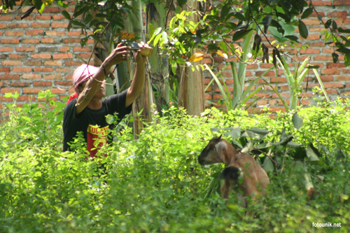 Foto Unik : Blogger-Moge-Kambing-Kamera Foto Unik : Blogger-Moge-Kambing-Kamera
