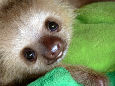 Sloth_Baby