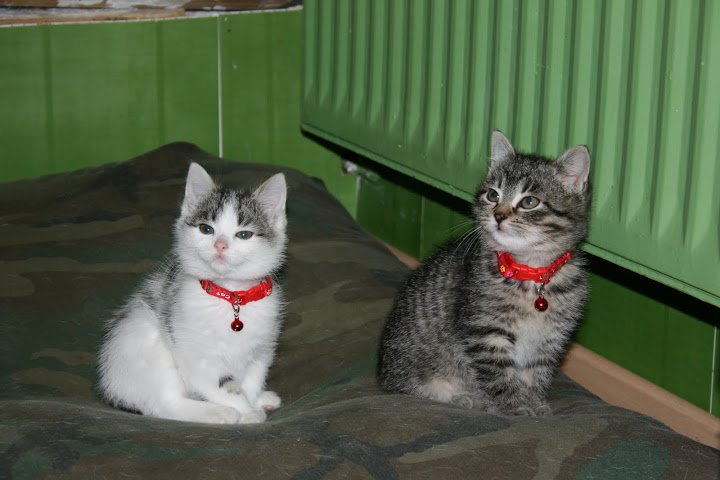 Recettes de friandises et petits gateaux pour chiens IMG_5149