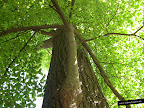 Foto de un &aacute;rbol