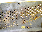 bechstein model IV upright 1899