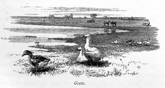 Geese005