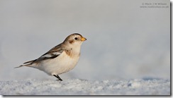 MJMW_AVIAN_1000023_NPN_720