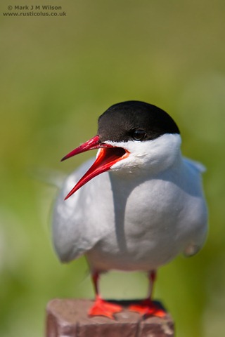 [MJMW_AVIAN_1001909[2].jpg]