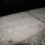 IMG_2681.jpg