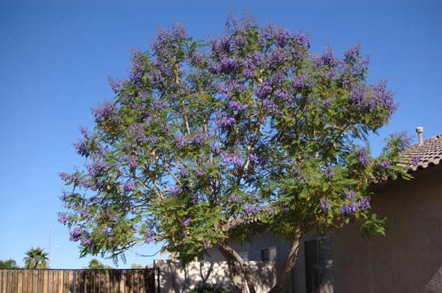 jacaranda jacaranda