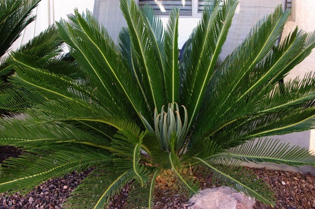 Sago Palm Sago Palm