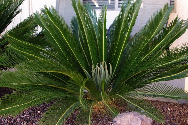 Sago Palm