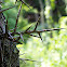 Honey Locust Tree