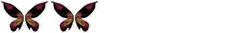 [2 wings[2].png]
