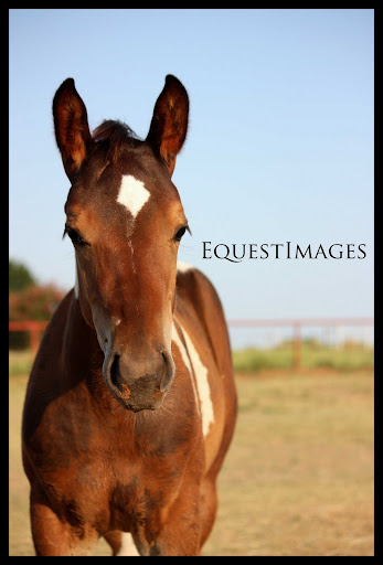equestrian knots for belts