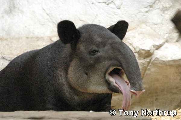 [tapir (2)[4].jpg]