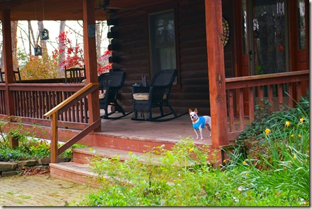 Demon Dog checking me out from the porch