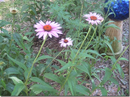Coneflowers Coneflowers