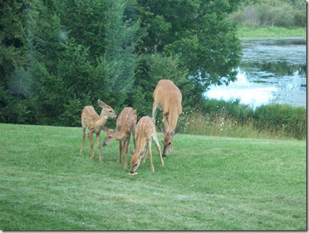 fawns