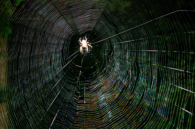 [spider web 2[4].jpg]