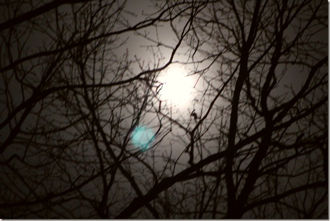 Full moon shining through tree branches Full moon shining through tree branches