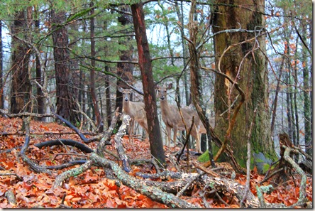 Two deer in the woods