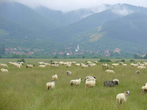 Somewhere in Romania