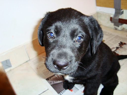Puppy