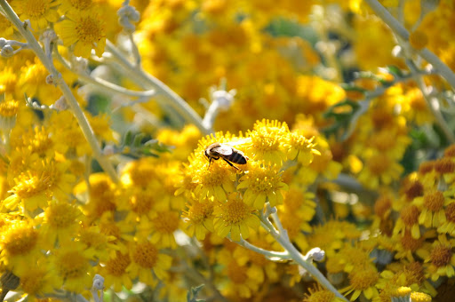 Bee