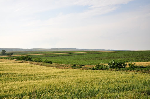 Field