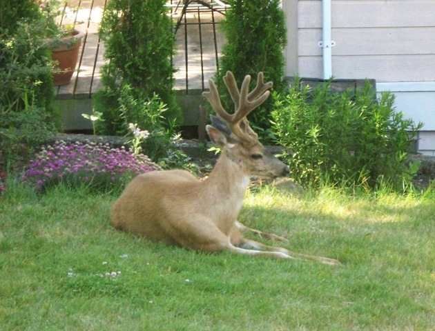 [buck 001[5].jpg]