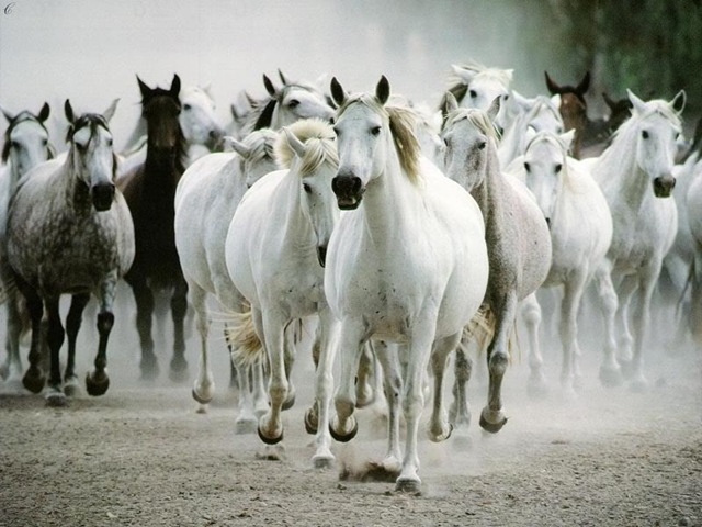 [wildhorses, white[2].jpg]