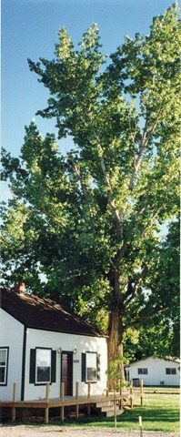 [Our house 1906 with cottonwood tree 001[3].jpg]