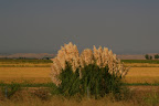  grass