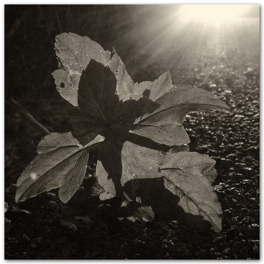[leaf01[6].jpg]