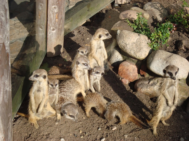 Stado surykatek w oliwskim zoo