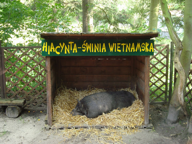 Świnia wietnamska Hiacynta - minizoo w oliwskim ogrodzie