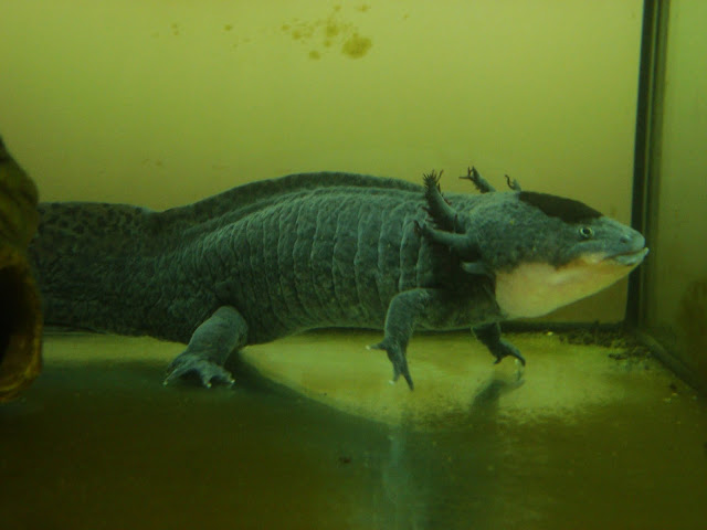 Aksolotl - Zoo Oliwa