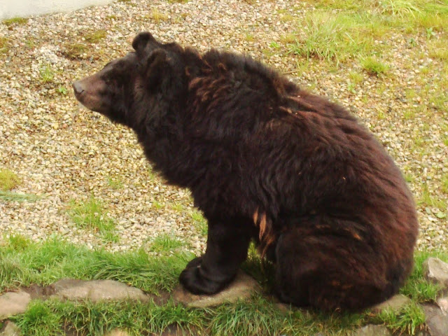 Małgosia - niedźwiedź himalajski z człuchowskiego zoo