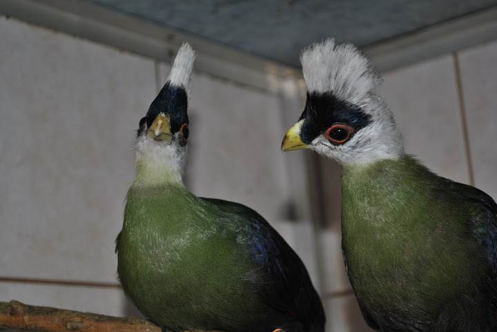 Turako białogłowe - Ogród Zoobotaniczny Toruń (fot. Zoo Toruń)