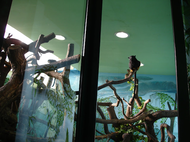 `Woliera tamaryn złotorękich w płockim zoo (fot. Michał)